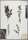 Foto von Salix appendiculata Vill. x Salix eleagnos Scop.